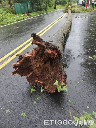 ▲台南路樹倒塌致死案再掀爭議,周奕齊議員質疑國賠審議過程有疑點。(記者林東良翻攝,下同)