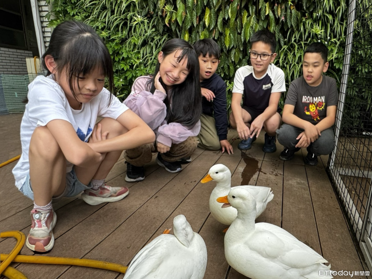 ▲▼桃園霄裡國小學生在校內照顧柯爾鴨,成為最好的生命教育。。(圖/黑松教育基金會)