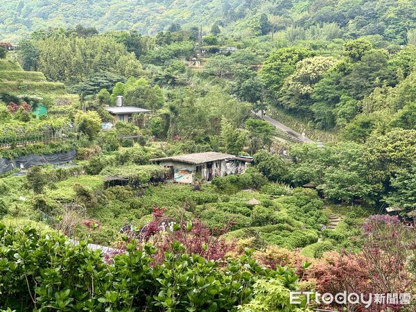 ▲大梯田花卉生態農園300多棵槭樹觀賞期預計可到5月初,竹子湖春楓。(圖/記者彭懷玉攝)