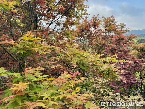 ▲大梯田花卉生態農園300多棵槭樹觀賞期預計可到5月初,竹子湖春楓。(圖/記者彭懷玉攝)