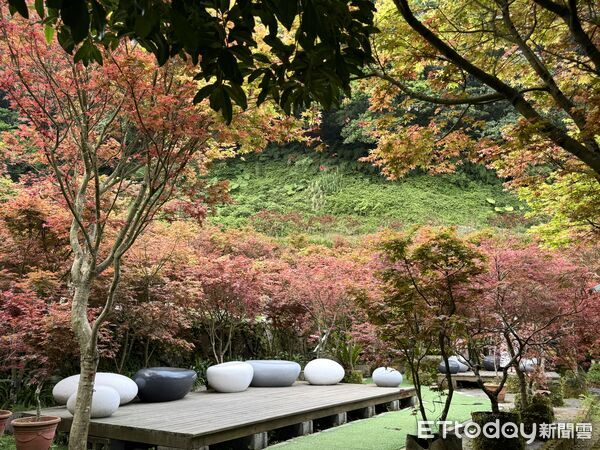 ▲大梯田花卉生態農園300多棵槭樹觀賞期預計可到5月初,竹子湖春楓。(圖/記者彭懷玉攝)