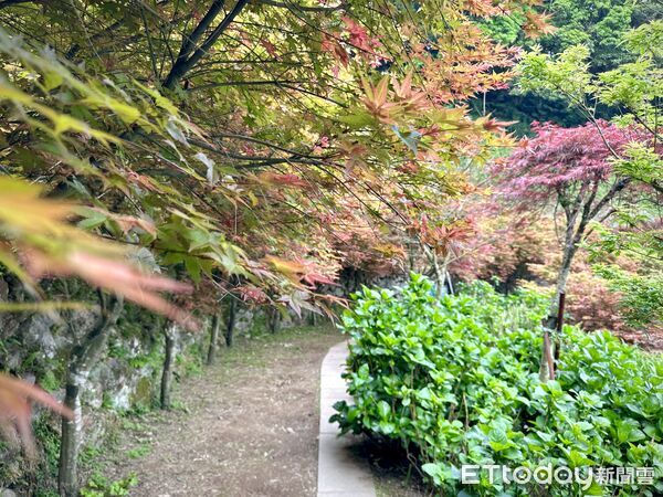 ▲大梯田花卉生態農園300多棵槭樹觀賞期預計可到5月初,竹子湖春楓。(圖/記者彭懷玉攝)
