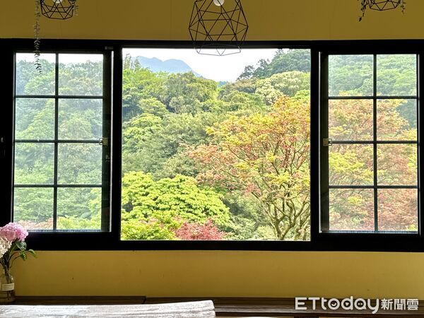 ▲大梯田花卉生態農園300多棵槭樹觀賞期預計可到5月初,竹子湖春楓。(圖/記者彭懷玉攝)