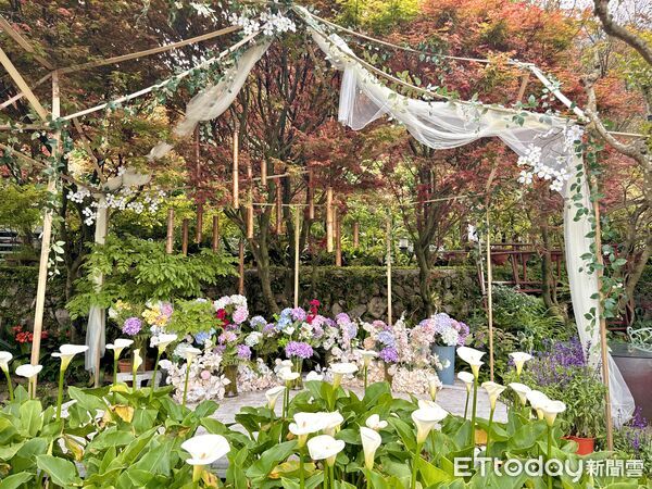 ▲大梯田花卉生態農園300多棵槭樹觀賞期預計可到5月初,竹子湖春楓。(圖/記者彭懷玉攝)