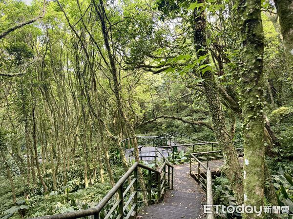 ▲竹子湖「青楓步道」。(圖/記者彭懷玉攝)
