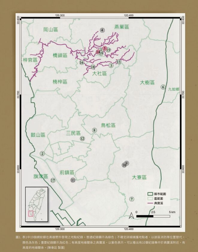 ▲▼「世界最長蛇」網紋蟒狂出沒高雄 研究警告:不排除已在南部繁殖。(圖/台灣爬行類動物保育協會)