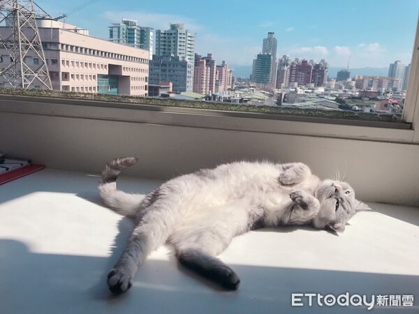 ▲▼貓,寵物貓,英國短毛貓。(圖/記者許凱彰攝)
