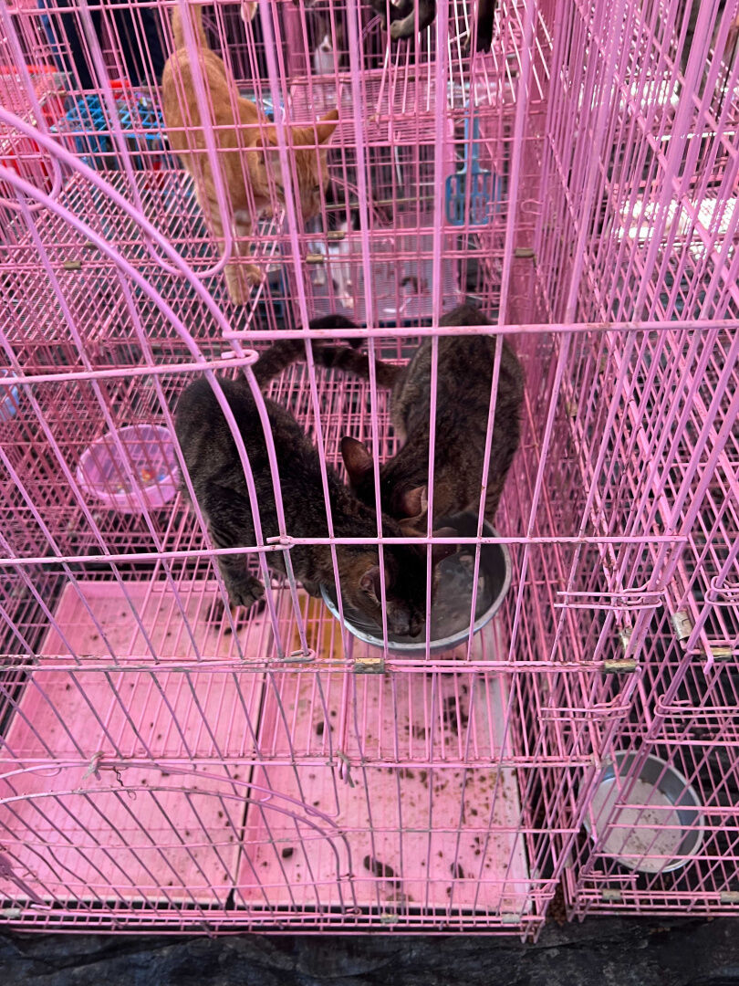 貓籠內沒有飲水和貓砂,救援志工為美濃森林狗園的貓咪倒入清水,貓咪便立刻爭搶。(圖/台灣防止虐待動物協會提供)