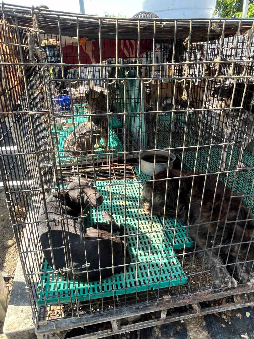 美濃森林狗園的犬隻多半關籠飼養,且因缺乏遮蔽,狗兒們只能躺在曬得發燙的鐵籠內無處可逃。(圖/台灣防止虐待動物協會提供)