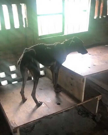 園內狗兒疏於照顧、徐滿惠卻不聞不問,害狗兒瘦成骷髏,她遭台南市動保處移送,最終被不起訴處分。(圖/翻攝畫面)