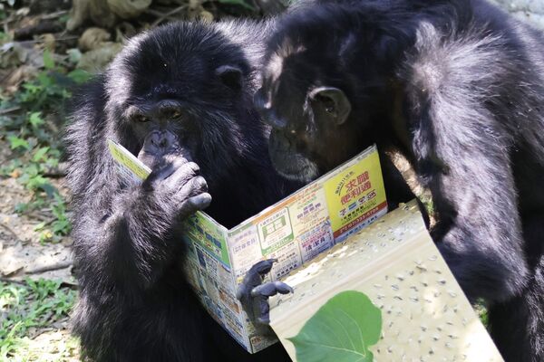 響應4月23日世界閱讀日,高雄壽山動物園特別製作「可食書」,讓黑猩猩一邊「閱讀」一邊翻找隱藏其中的葵花子。(翻攝自臉書/Shou Shan Zoo 壽山動物園)