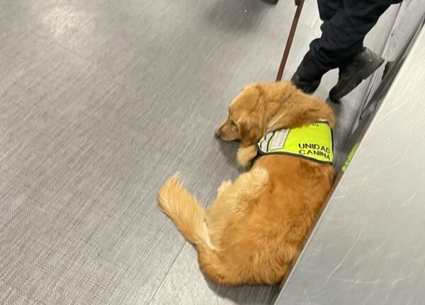 日本網友在Threads分享墨西哥機場緝毒犬因誤判泡麵而遭海關訓斥,狗狗露出極度委屈的表情,引發網友熱議。(翻攝自 Threads/tomoki.travel99)
