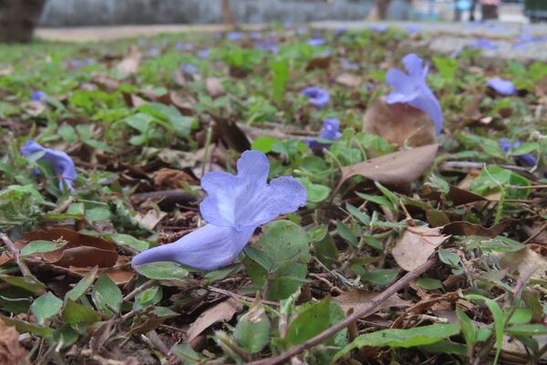 ▲藍花楹矗立中山北路六段福林橋旁「浪漫亭」綠地,從四月中旬起持續綻開至今。(圖/公園處提供)