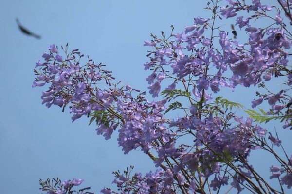 ▲藍花楹矗立中山北路六段福林橋旁「浪漫亭」綠地,從四月中旬起持續綻開至今。(圖/公園處提供)