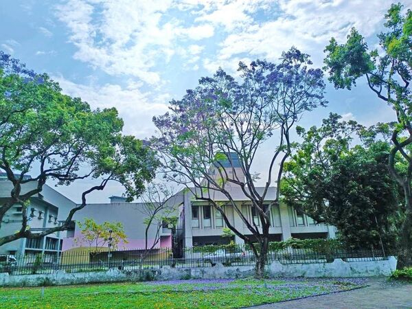 ▲藍花楹矗立中山北路六段福林橋旁「浪漫亭」綠地,從四月中旬起持續綻開至今。(圖/公園處提供)
