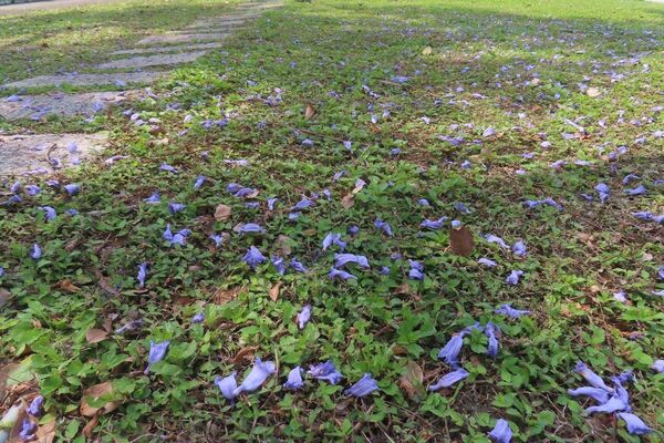 ▲藍花楹矗立中山北路六段福林橋旁「浪漫亭」綠地,從四月中旬起持續綻開至今。(圖/公園處提供)