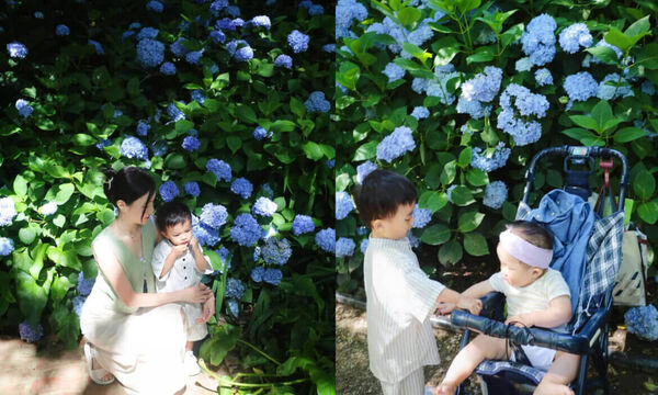 ▲▼全台Top9繡球花景點。(圖/ReadyGo提供)