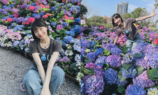 ▲▼全台Top9繡球花景點。(圖/ReadyGo提供)