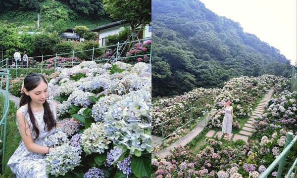 ▲▼全台Top9繡球花景點。(圖/ReadyGo提供)