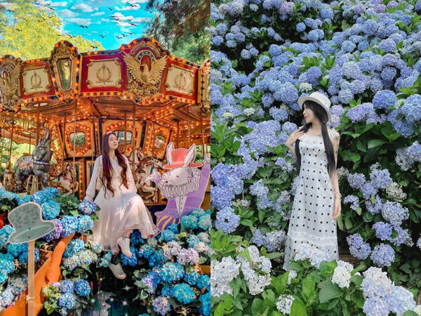 ▲▼全台Top9繡球花景點。(圖/ReadyGo提供)