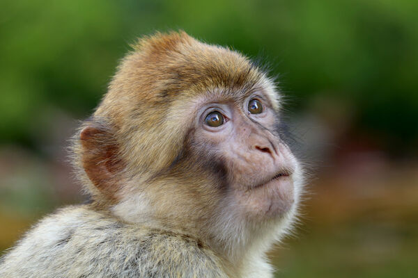 ▲▼巴巴里獼猴(Barbary macaques),猴子,獼猴。(示意圖/達志影像)