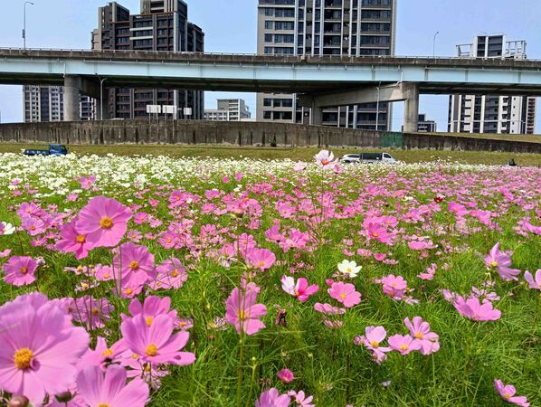 ▲大都會公園幸福水漾園區打造「春日漫步夢幻花園」,3公頃花海已進入最佳觀賞期。(圖/新北市高灘處提供)