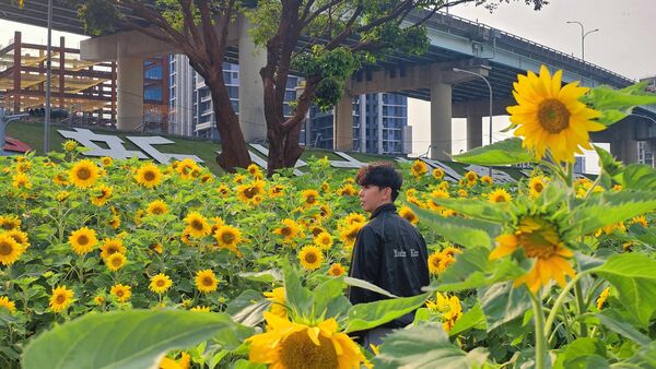 ▲大都會公園幸福水漾園區打造「春日漫步夢幻花園」,3公頃花海已進入最佳觀賞期。(圖/新北市高灘處提供)