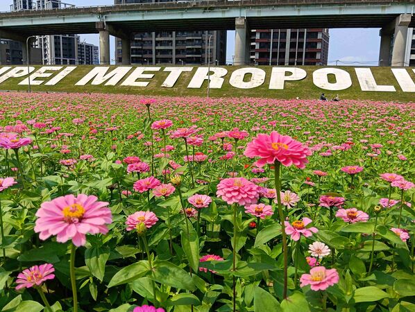 ▲大都會公園幸福水漾園區打造「春日漫步夢幻花園」,3公頃花海已進入最佳觀賞期。(圖/新北市高灘處提供)