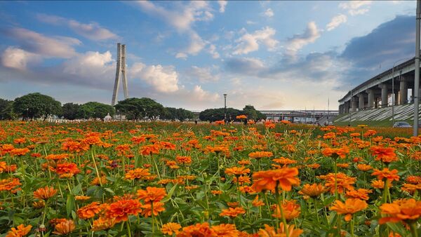 ▲大都會公園幸福水漾園區打造「春日漫步夢幻花園」,3公頃花海已進入最佳觀賞期。(圖/新北市高灘處提供)