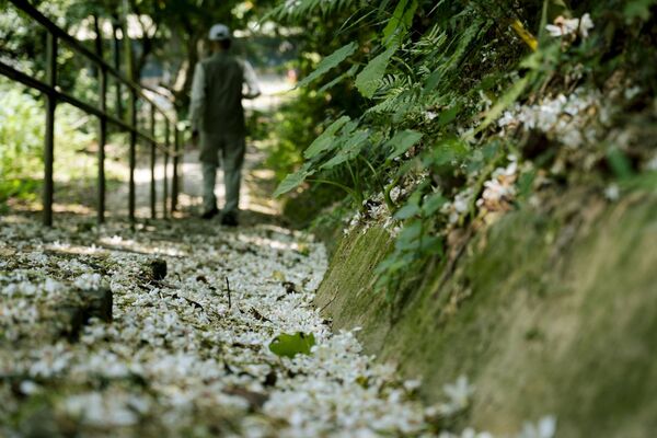 ▲鶯歌孫龍步道的桐花。(圖/新北市府客家事務局提供)