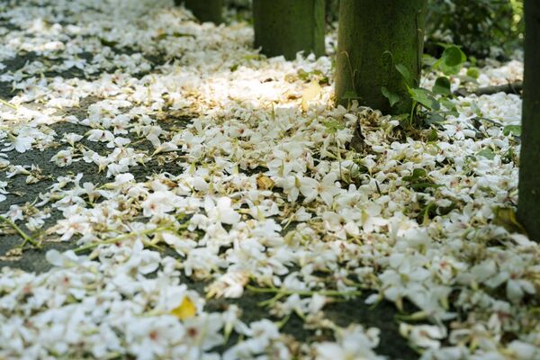 ▲鶯歌孫龍步道的桐花。(圖/新北市府客家事務局提供)