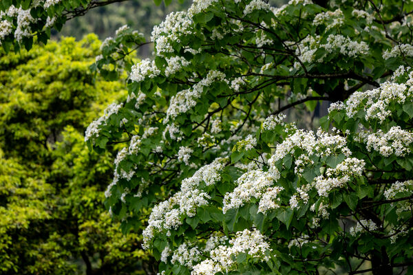 ▲土城區桐花公園雪白油桐花已綻放,土城太極嶺。(圖/新北市客家局提供)