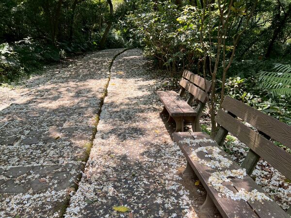 ▲土城區桐花公園雪白油桐花已綻放,土城太極嶺。(圖/新北市客家局提供)