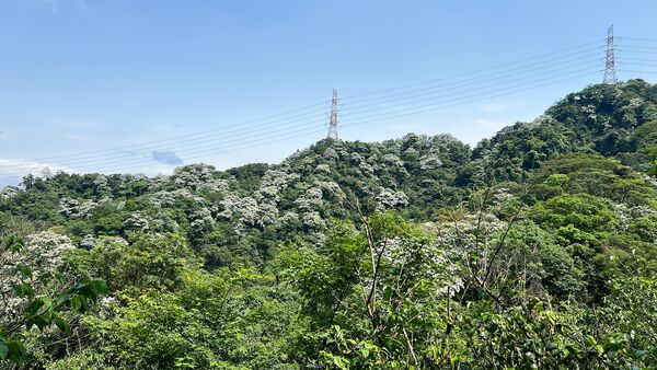▲土城區桐花公園雪白油桐花已綻放,土城太極嶺。(圖/新北市客家局提供)