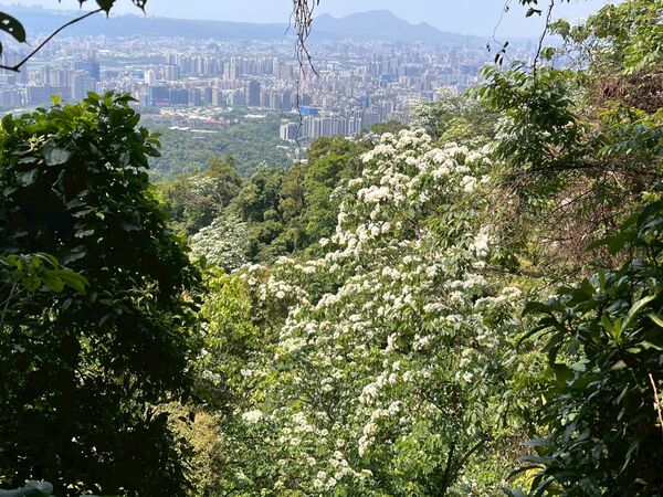 ▲土城區桐花公園雪白油桐花已綻放,土城太極嶺。(圖/新北市客家局提供)