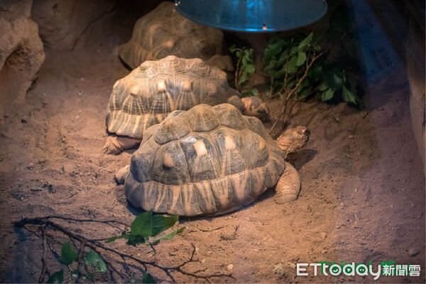 ▲。(圖/臺北市立動物園提供)