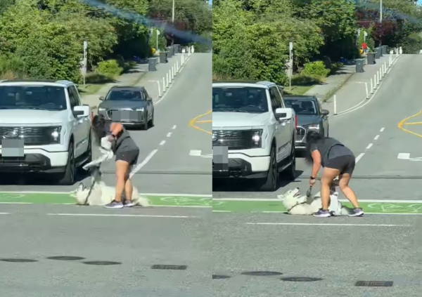 哈士奇過馬路變「拒否犬」倒地玩耍 媽超崩潰網笑:二哈日常。(圖/翻攝自Instagram/jessinthemountains77)