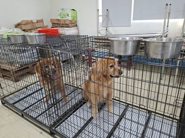 ▲▼苗栗西湖餐廳涉不當對待犬隻,縣府裁罰7萬5千元並扣留10犬送醫評估。(圖/苗栗縣府動防所)