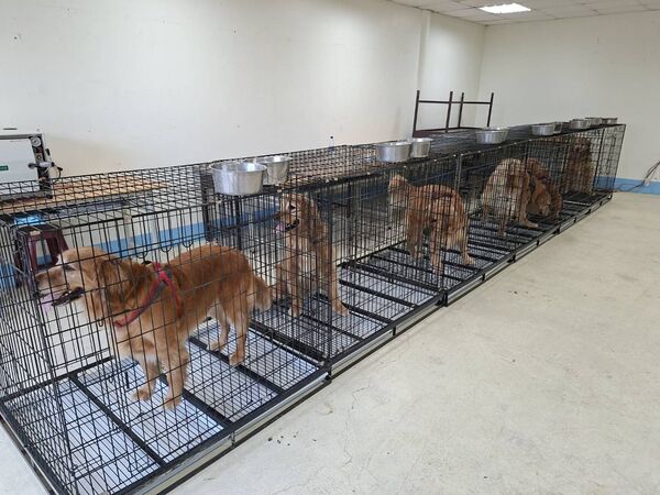 ▲▼苗栗西湖餐廳涉不當對待犬隻,縣府裁罰7萬5千元並扣留10犬送醫評估。(圖/苗栗縣府動防所)