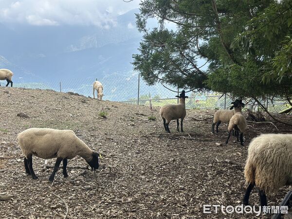 ▲清境農場今天休園、休館。(圖/資料照片,清境農場提供)