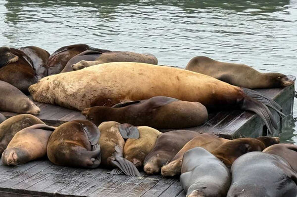 大到像福斯車!近1噸怪獸海獅現身 整群都被比下去