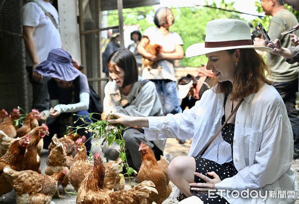 ▲▼合作社工作人員整理雞舍 ,蛋雞在寬敞舍內自由走動,低密度放牧,是紅葉福利雞蛋最有力的品質保證。(圖/縱管處提供,下同)