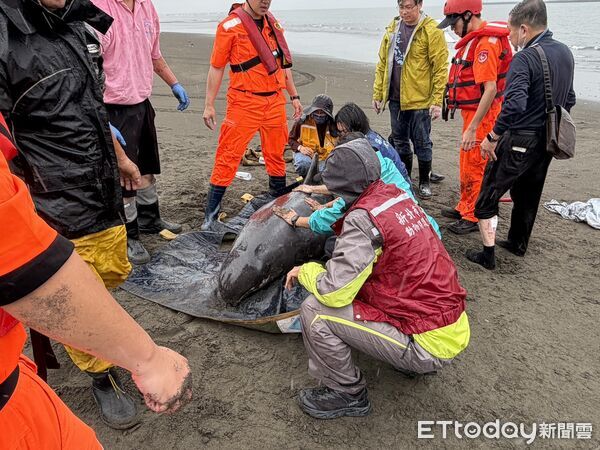 ▲▼4隻小虎鯨八里北堤擱淺 海象不佳暫不野放、送八斗子安置。(圖/記者陳以昇翻攝)