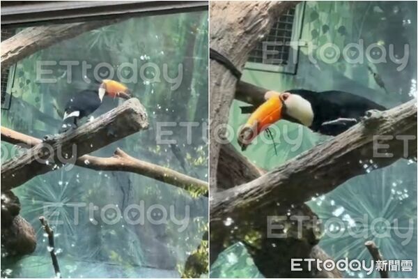 ▲▼台北動物園大嘴鳥口銜巨鼠。(圖/民眾提供)
