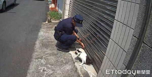 ▲▼嘉義一隻家貓卡自家鐵捲門,被路過巡邏警救了一命。(圖/記者翁伊森翻攝)