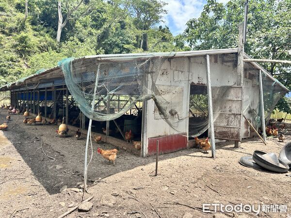 ▲▼「台東後山讚鬥雞」以放養方式,讓雞隻更無壓且健康。家樂福合作販售放山雞推出優惠。(圖/記者林育綾攝)