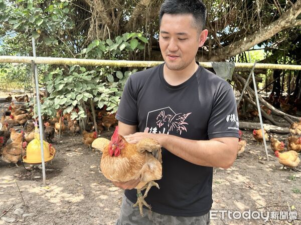 ▲▼「台東後山讚鬥雞」以放養方式,讓雞隻更無壓且健康。家樂福合作販售放山雞推出優惠。(圖/記者林育綾攝)
