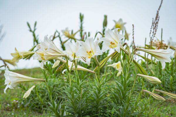 ▲萬里核二廠(國聖亭)台灣百合。(圖/取自新北市網站)