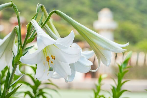 ▲瑞芳區的鼻頭角步道的台灣百合。(圖/取自新北市網站)