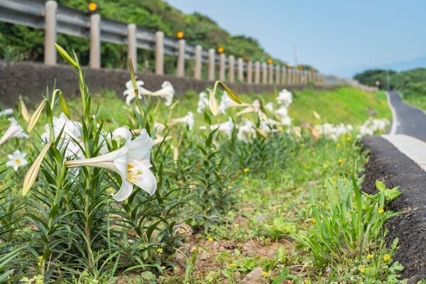 ▲台2線自行車道的台灣百合。(圖/取自新北市政府)